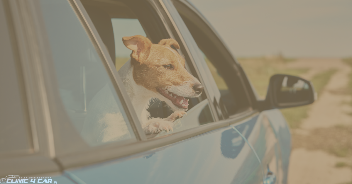 Jak usunąć zapach moczu psa z podłogi?